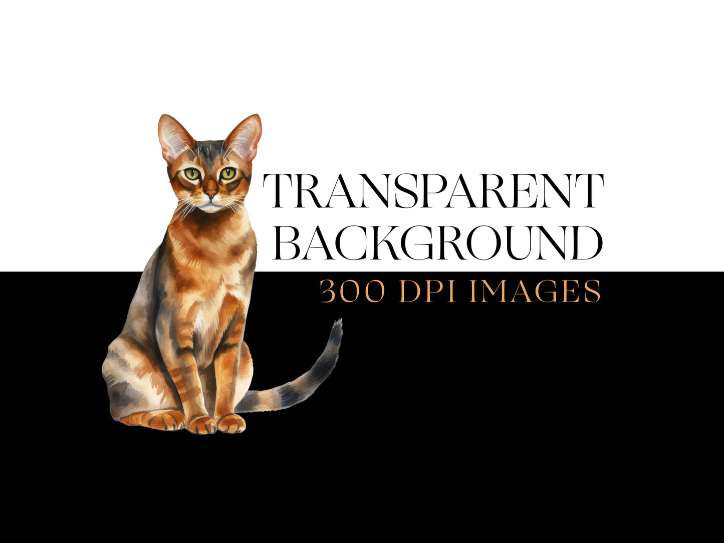 Abyssinian Cat PNG