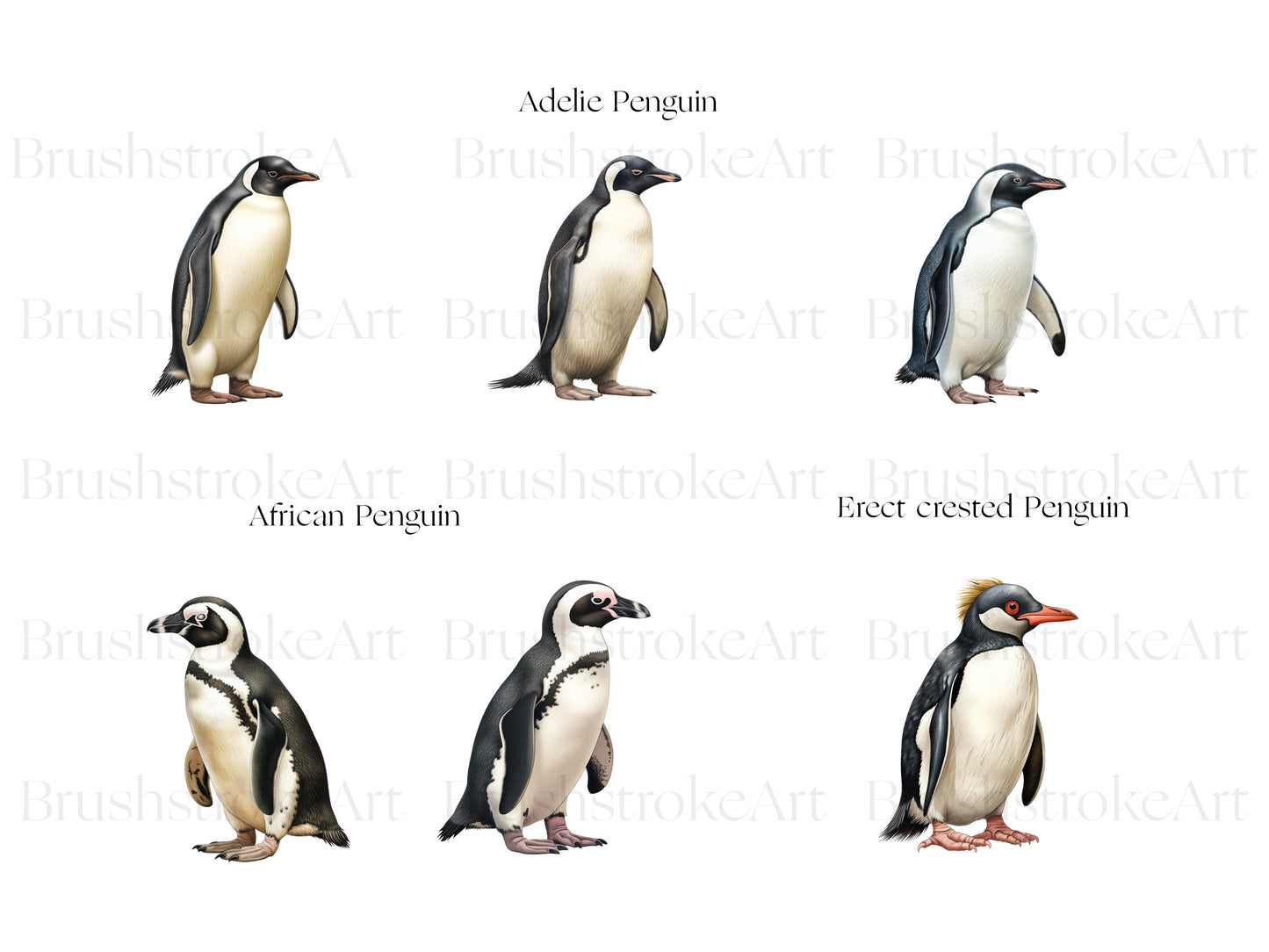 Adelie Penguin