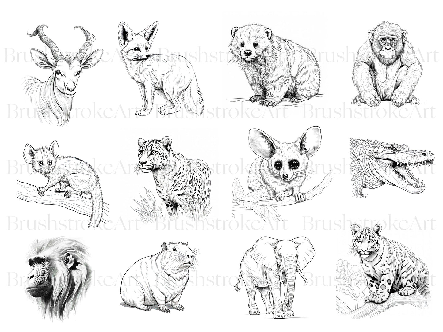 African Animals