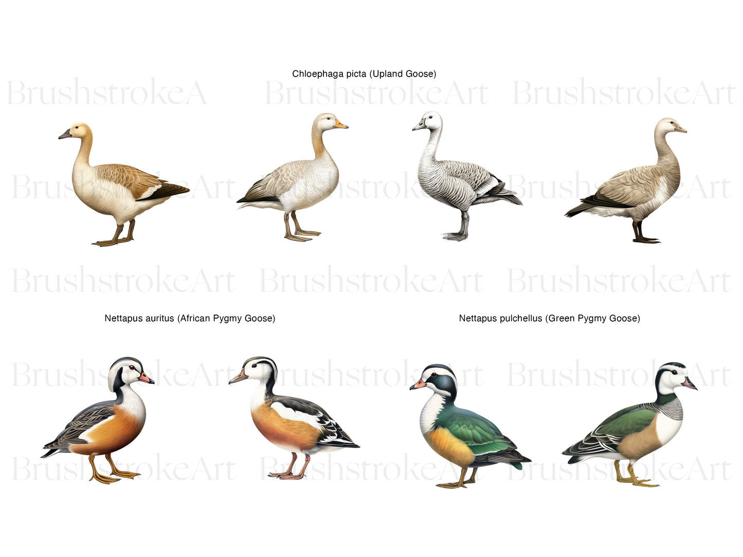 African Goose