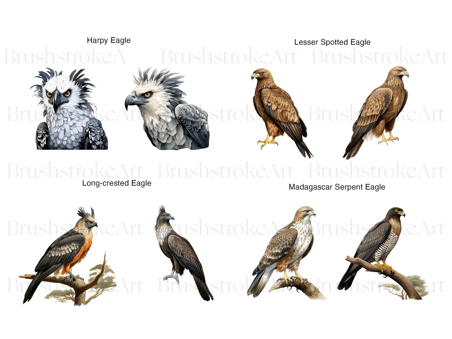 American Eagle PNG