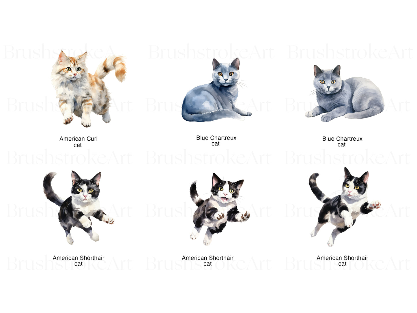 American Shorthair