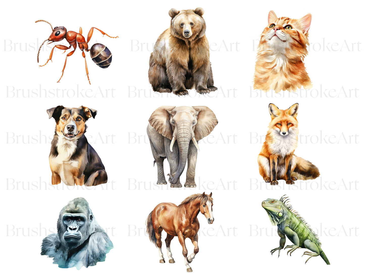 Animals Alphabet