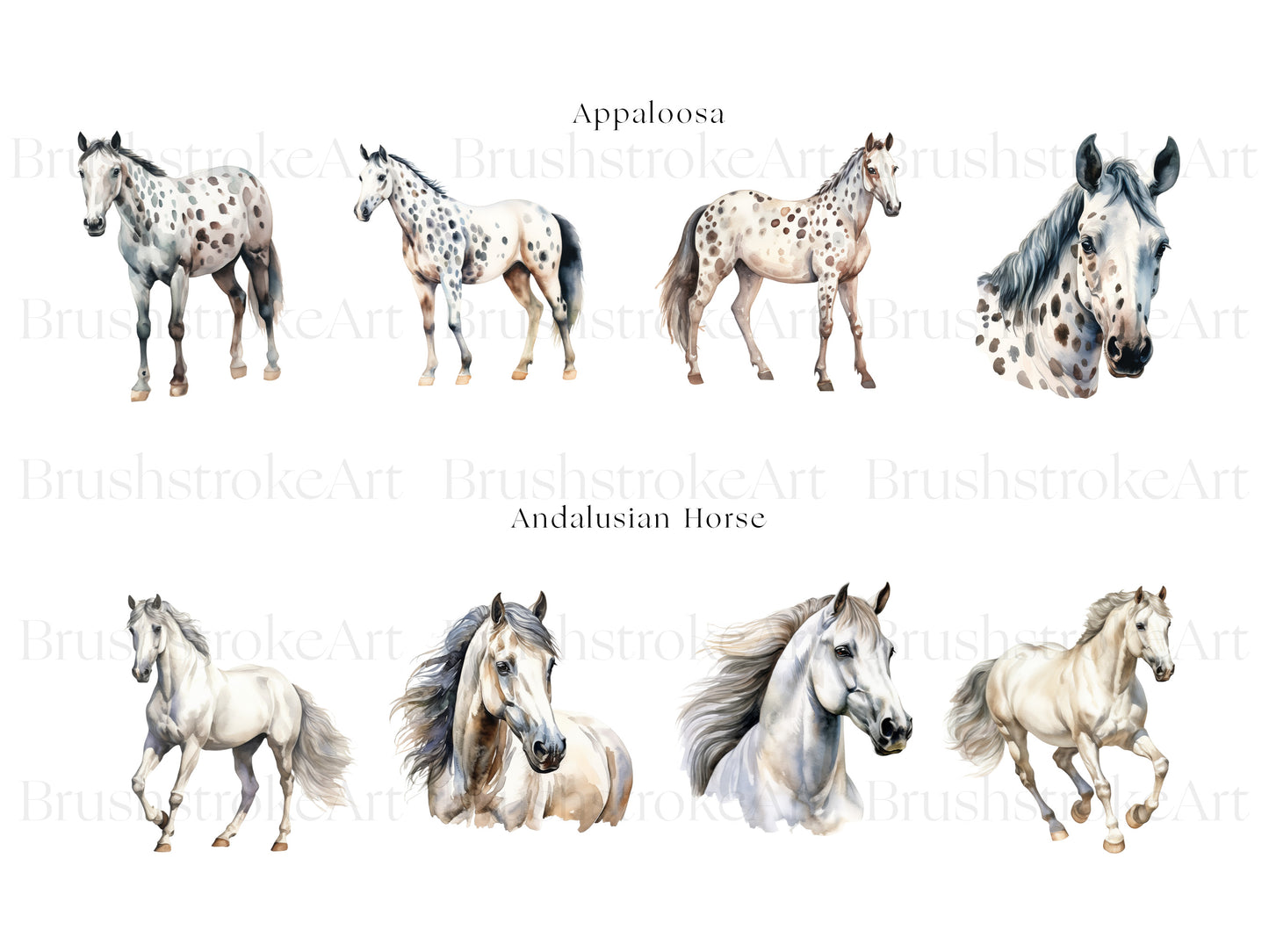 Appaloosa Horse