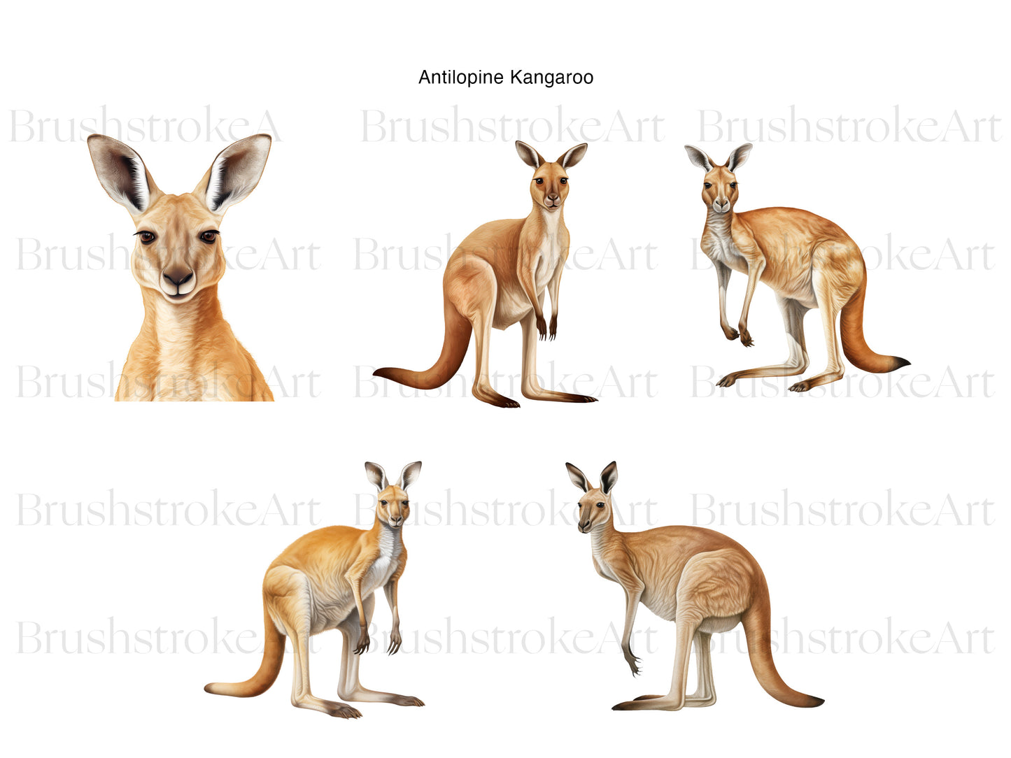 Australian Kangaroo