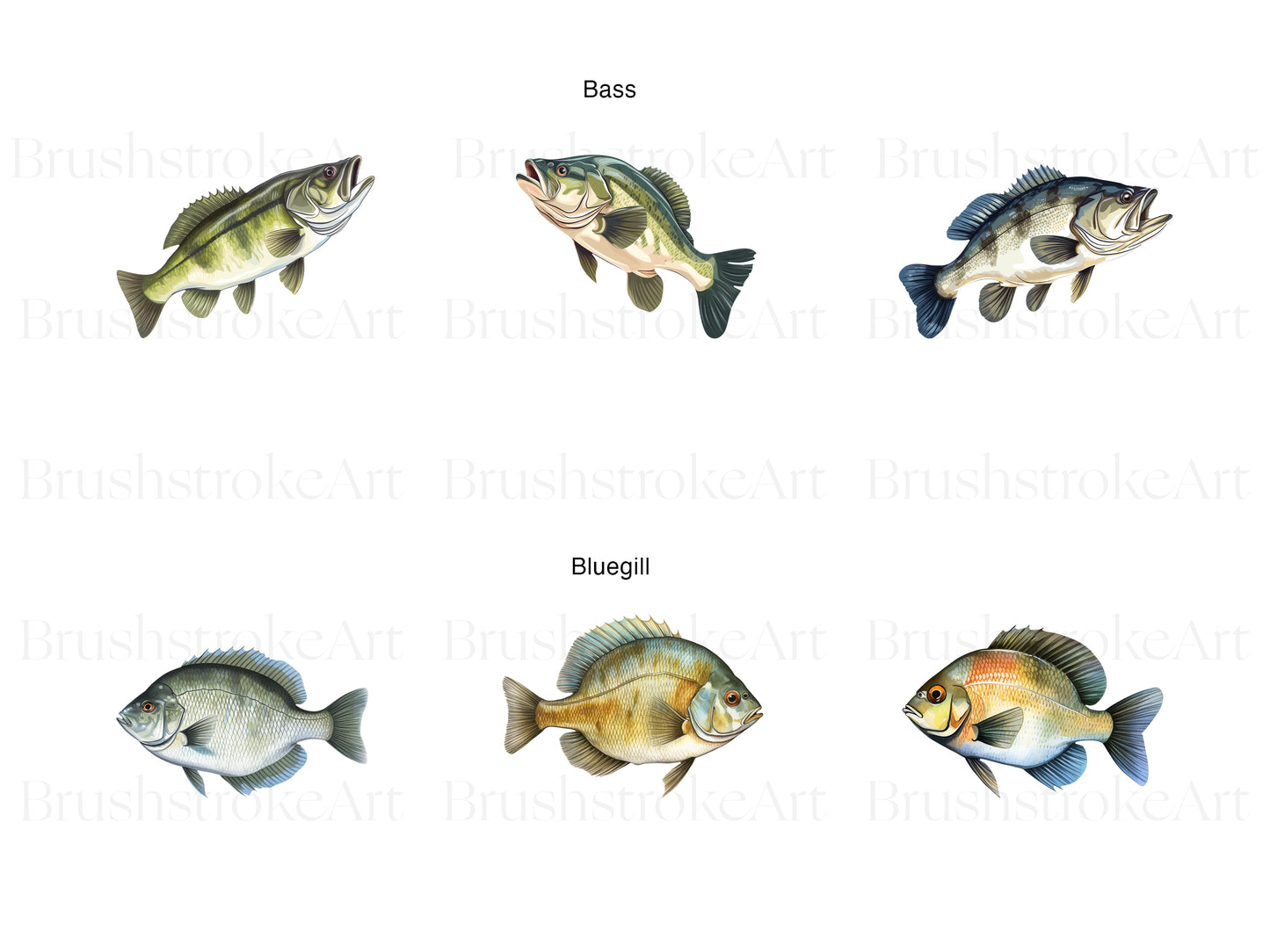 Bass Fish