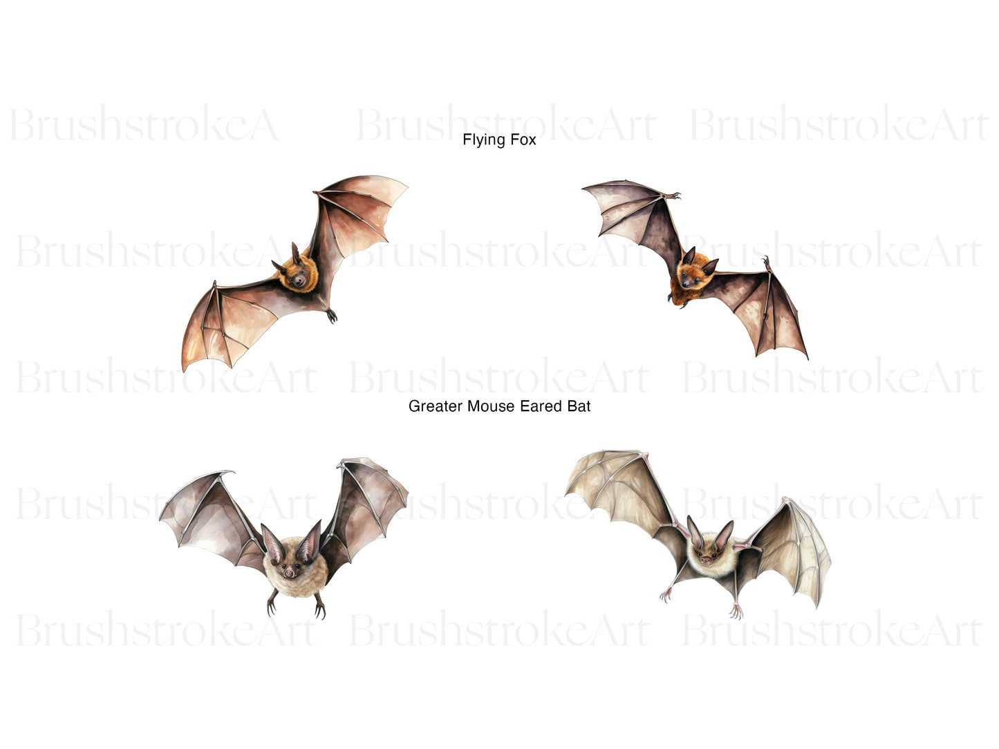 Bat Illustrations