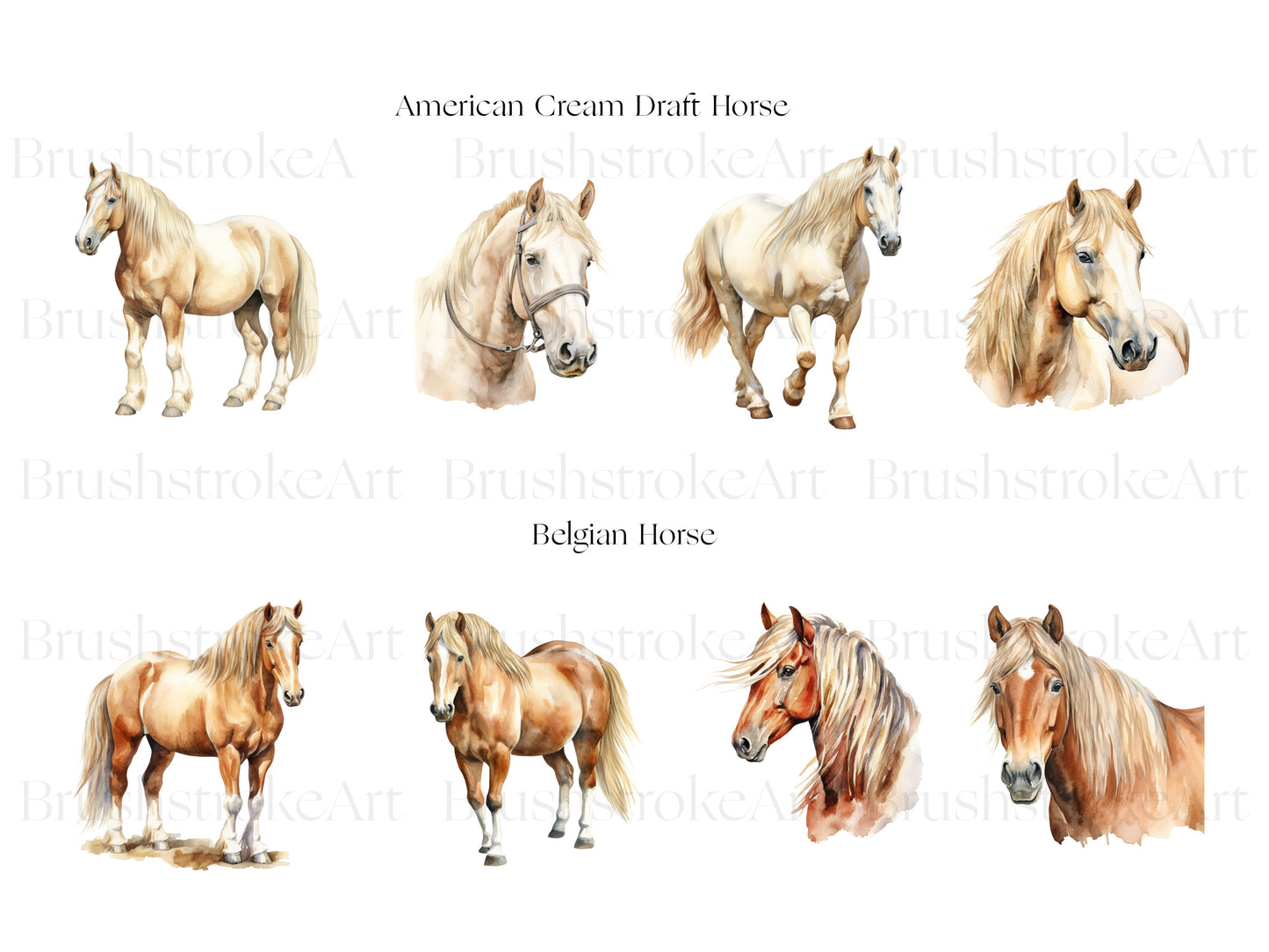 Belgian Draft Horse