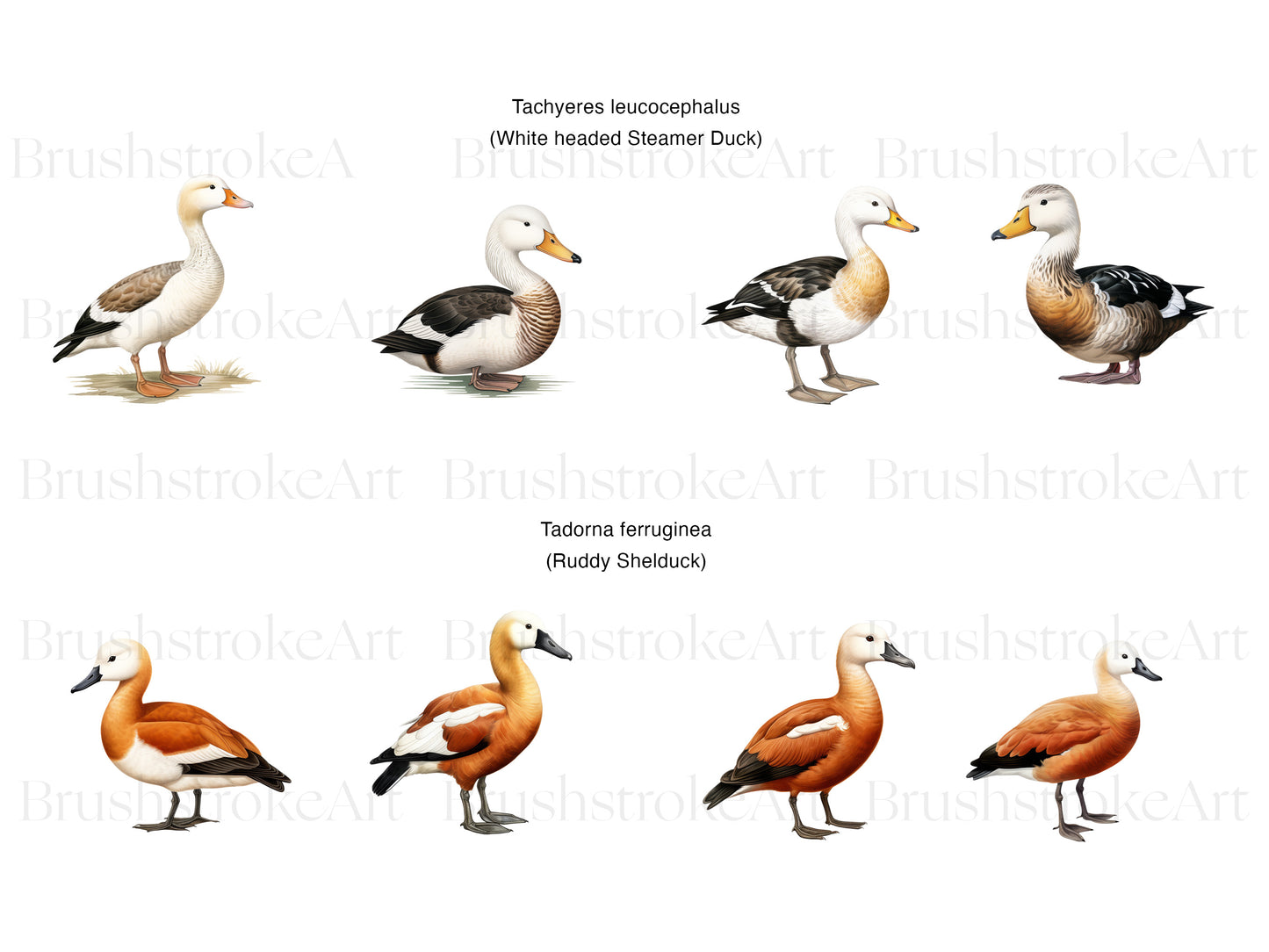 Bird Clipart