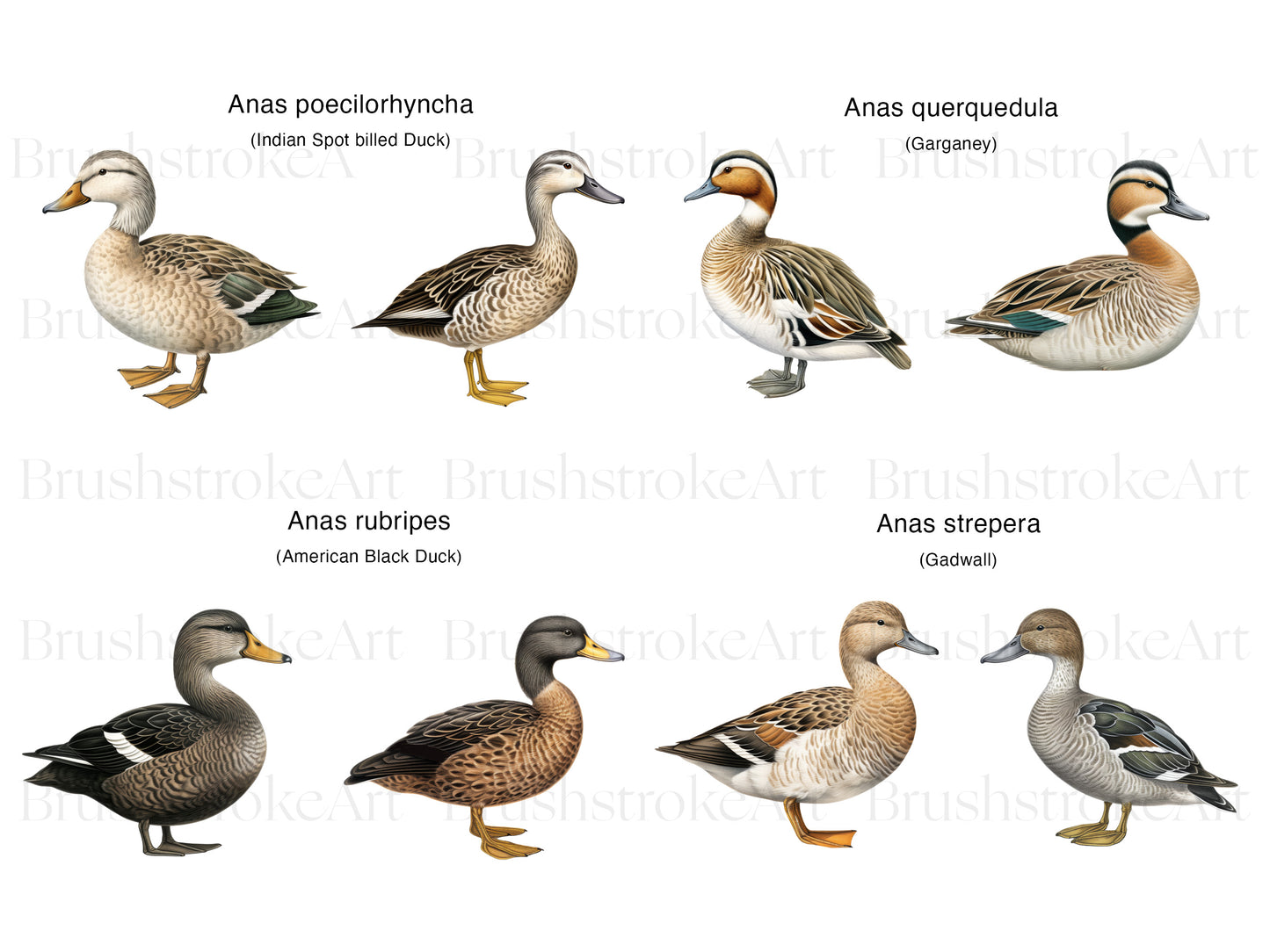 Bird Clipart