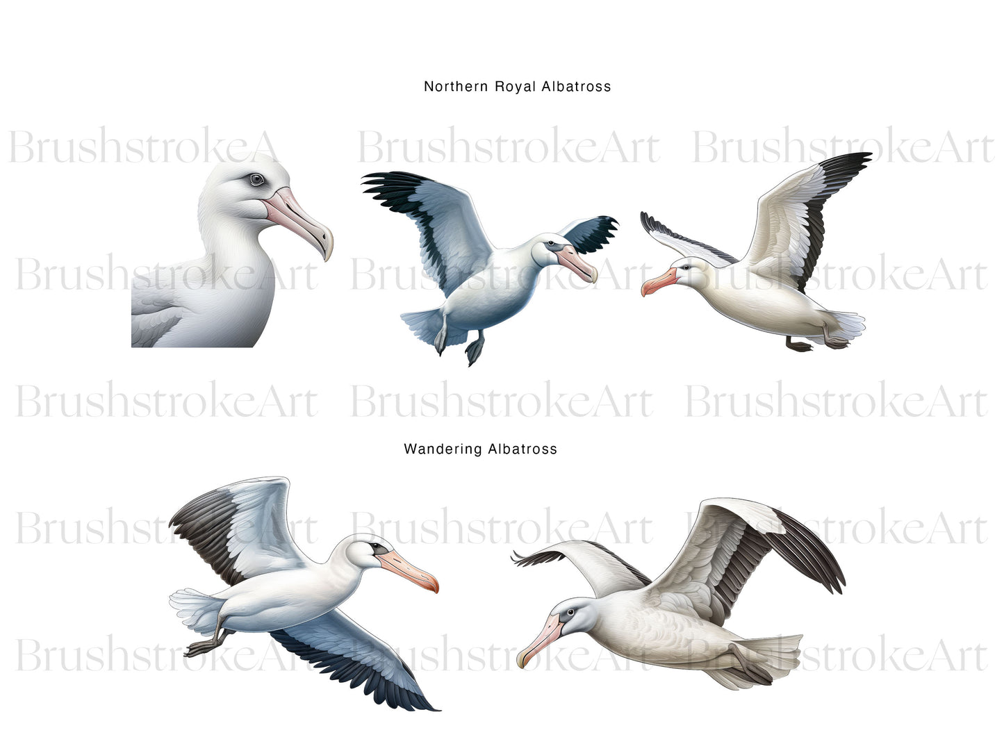 Bird Clipart
