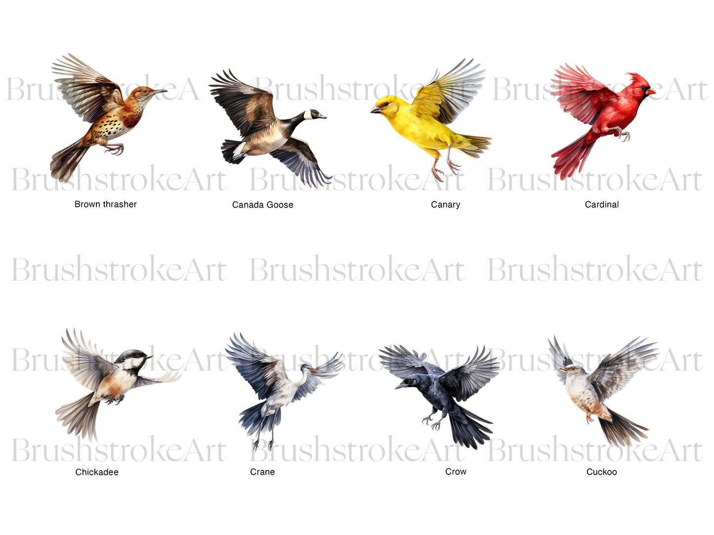 Bird Illustration