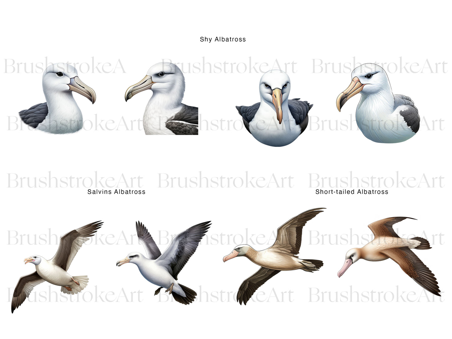Bird PNG