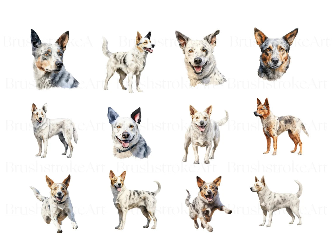 Blueheeler images