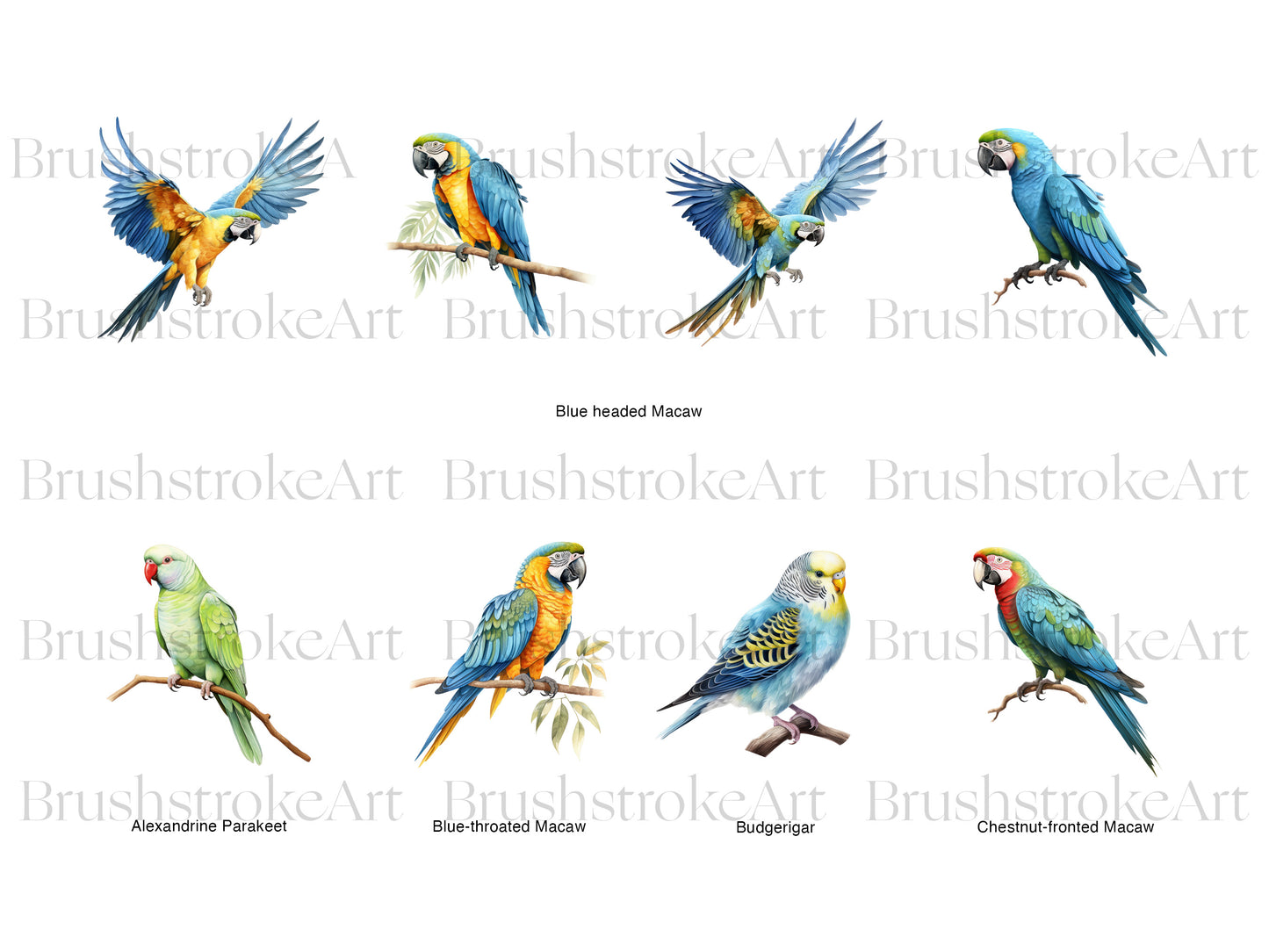 Budgie Clipart