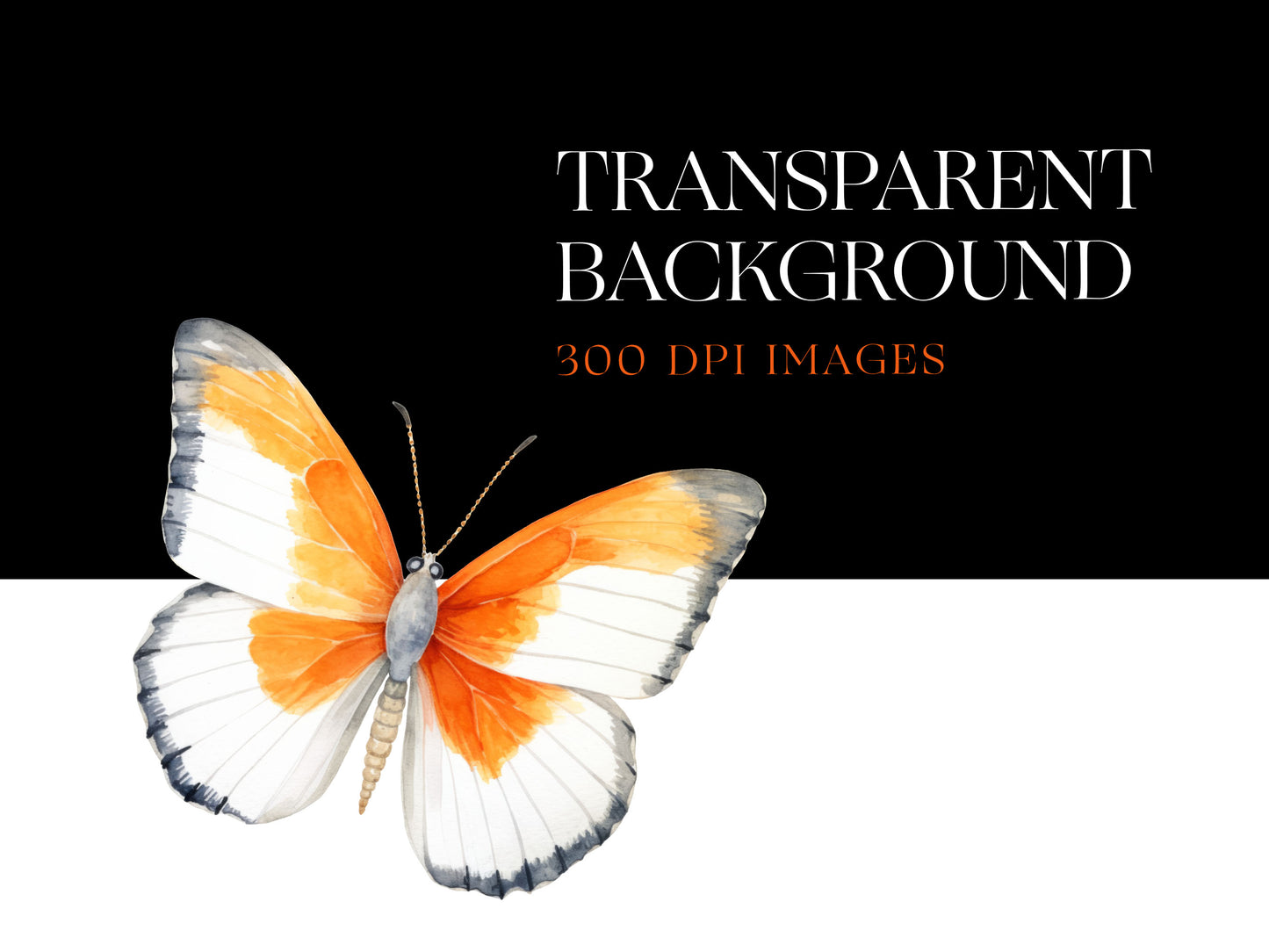 Butterfly PNG