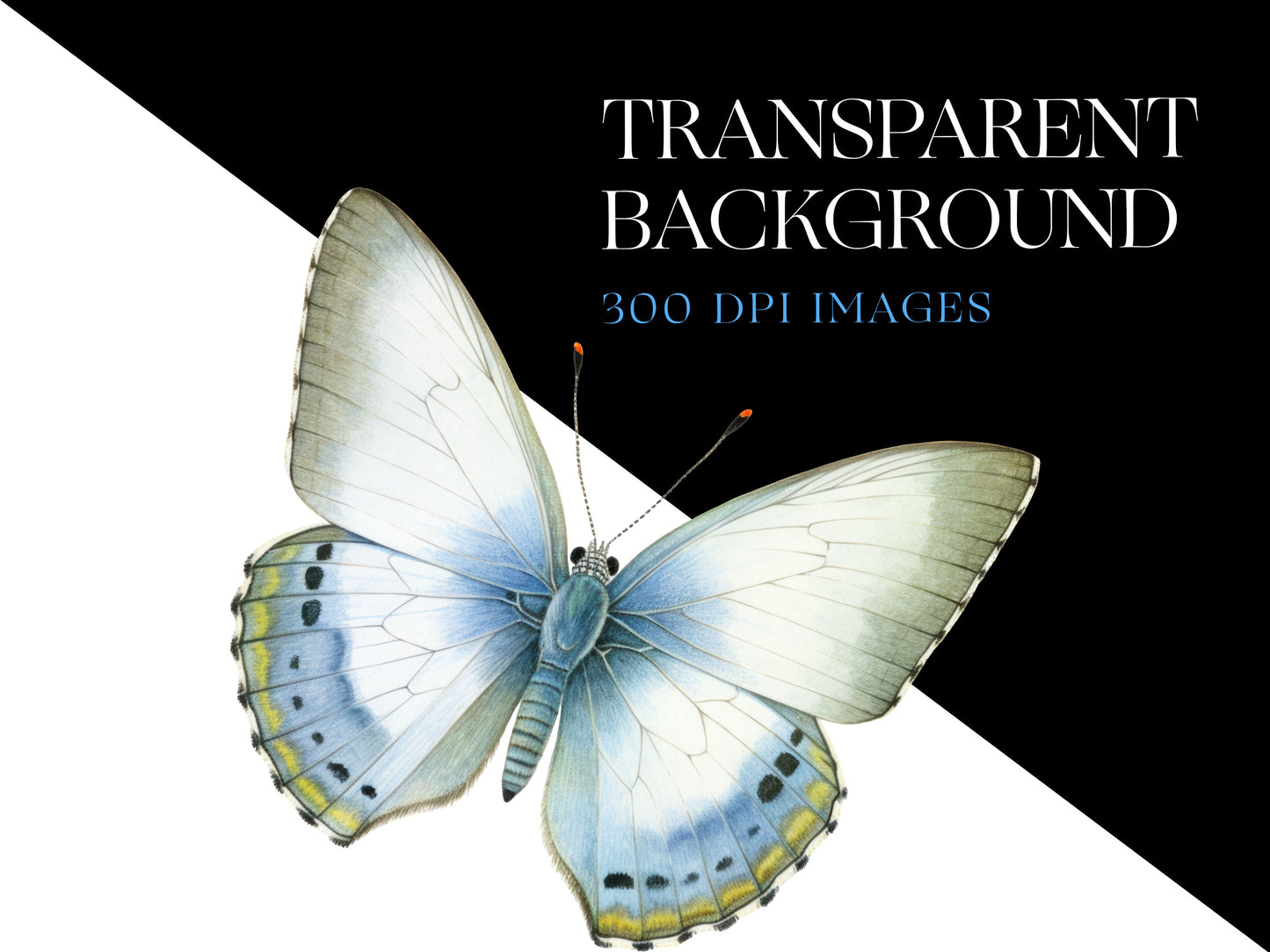 Butterfly PNG
