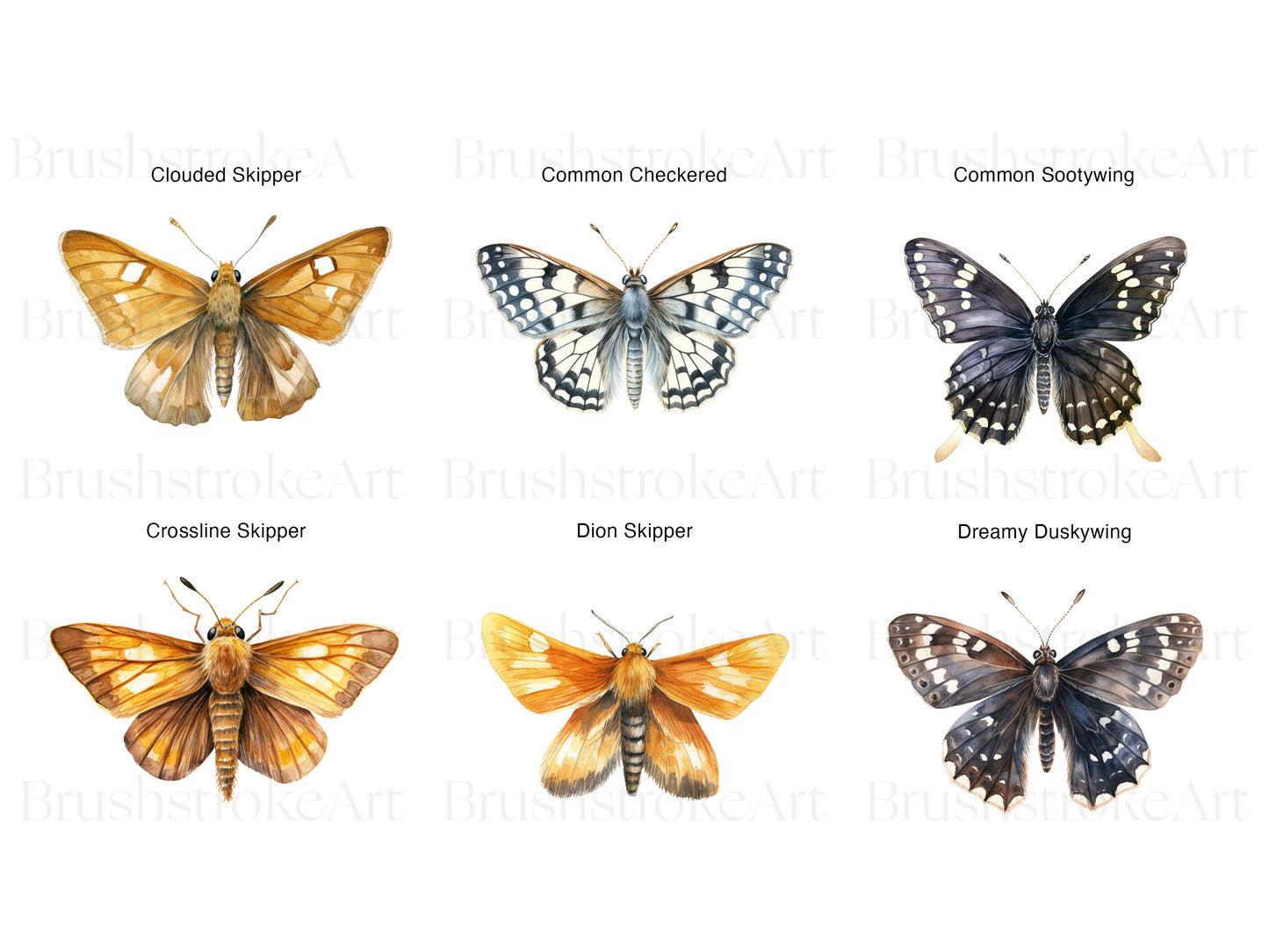 Butterfly Species
