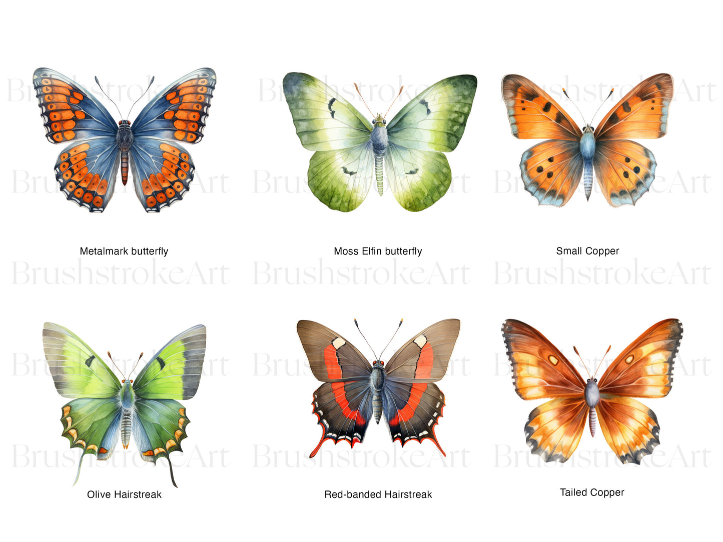 Butterfly Specimen