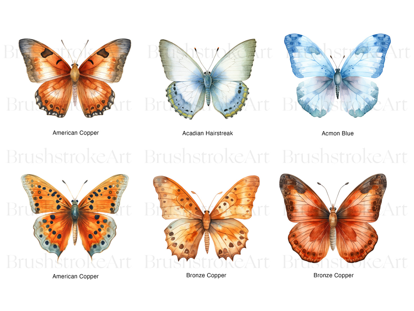 Butterfly Wings