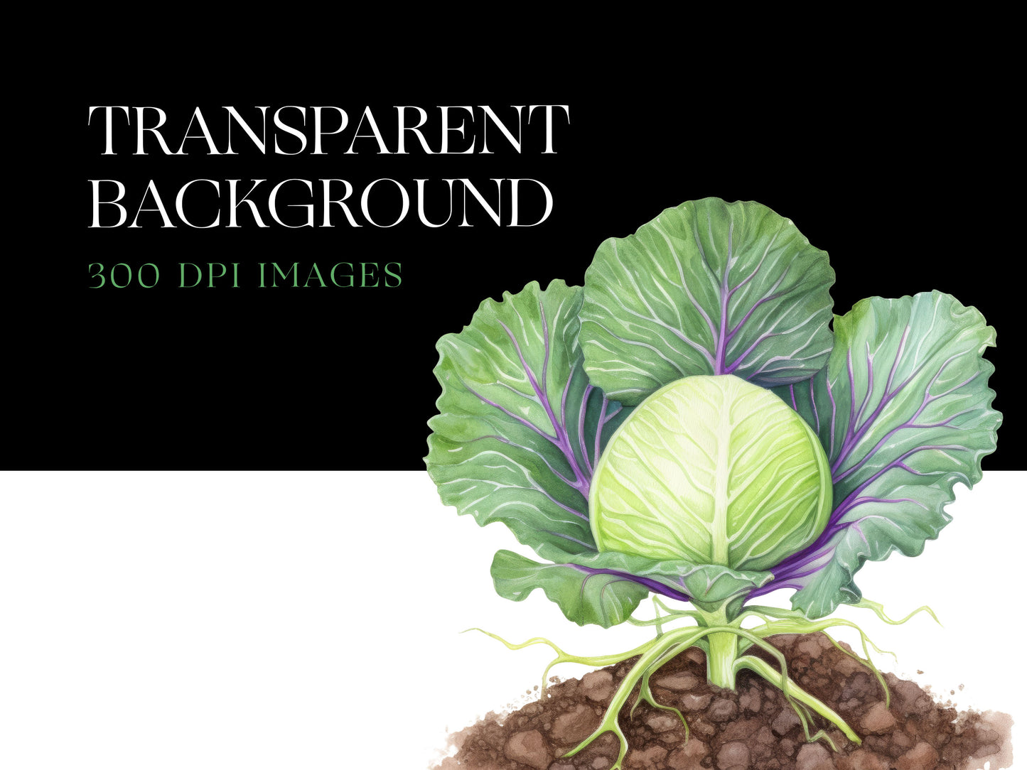 Cabbage PNG