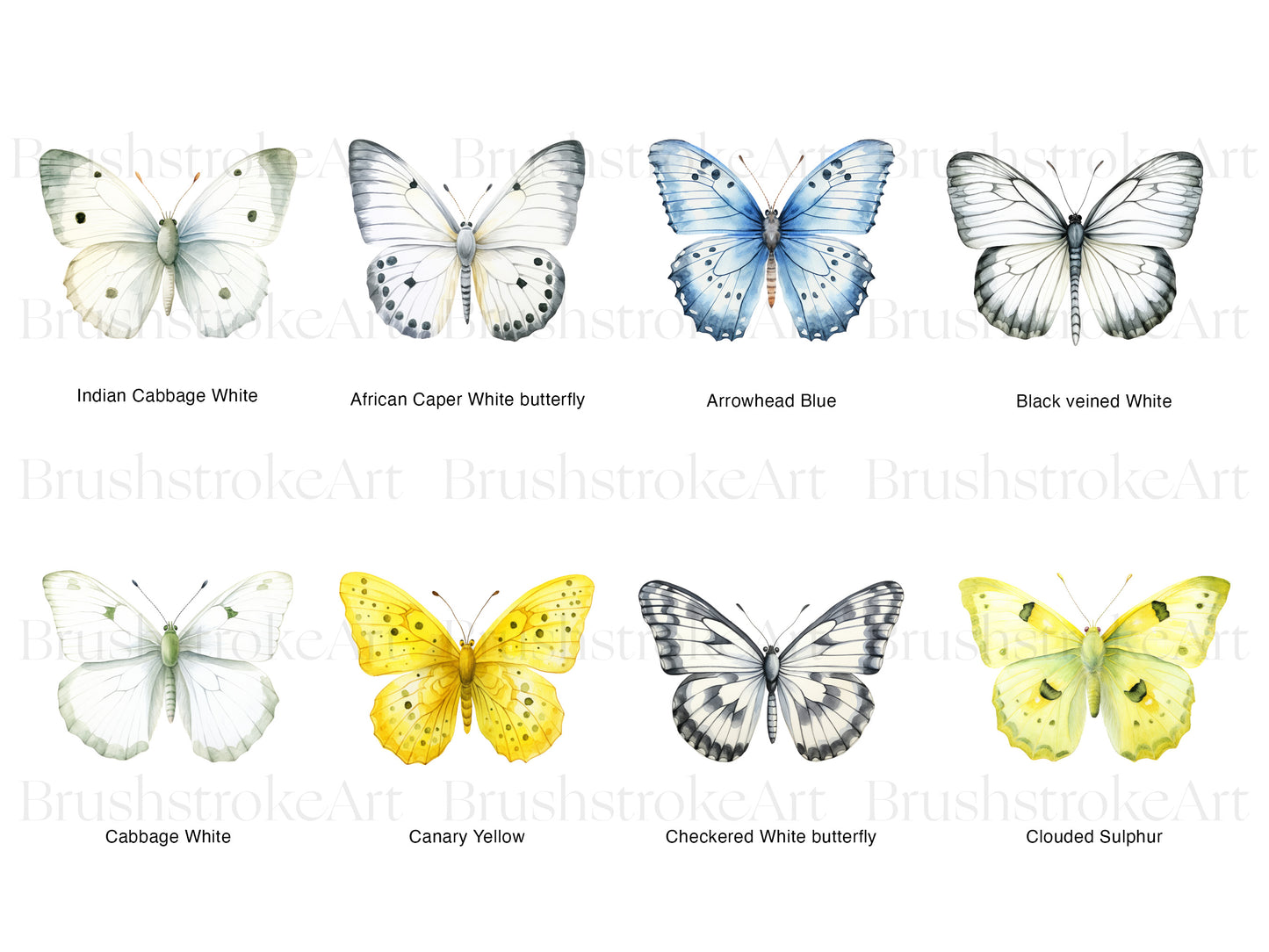 Cabbage White