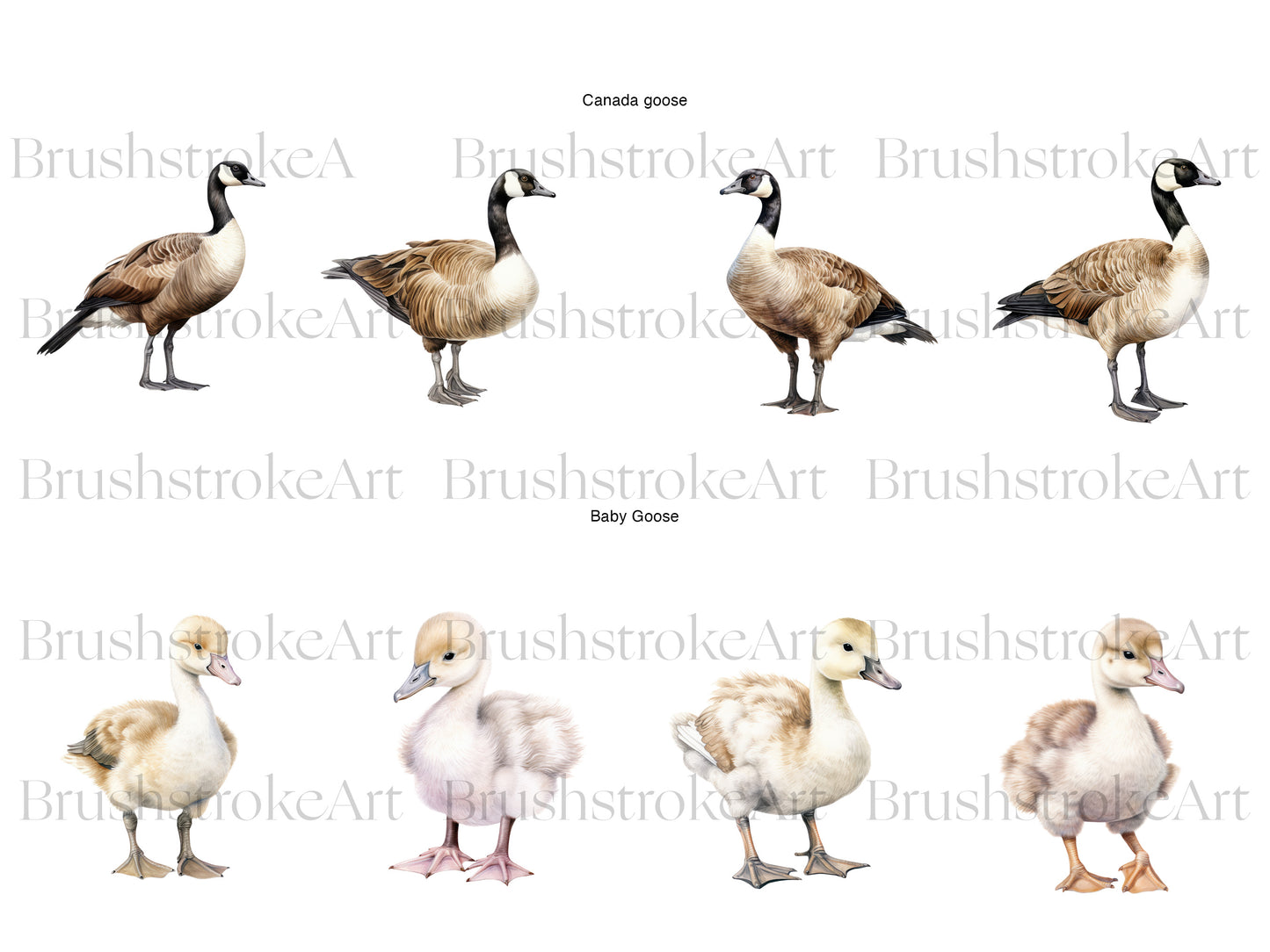 Canadian Goose