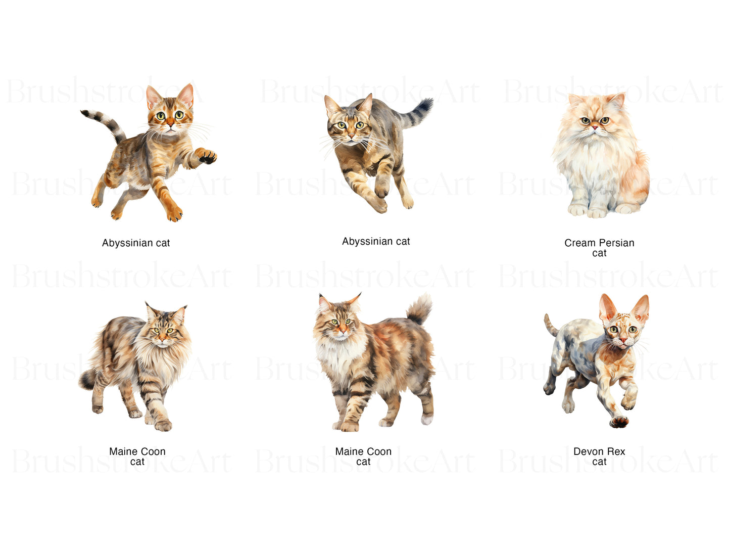 Cat Breeds