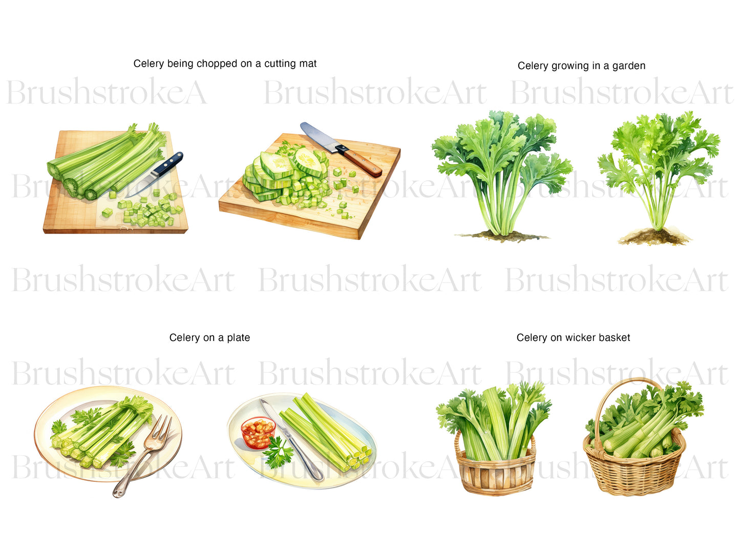 Celery Plant