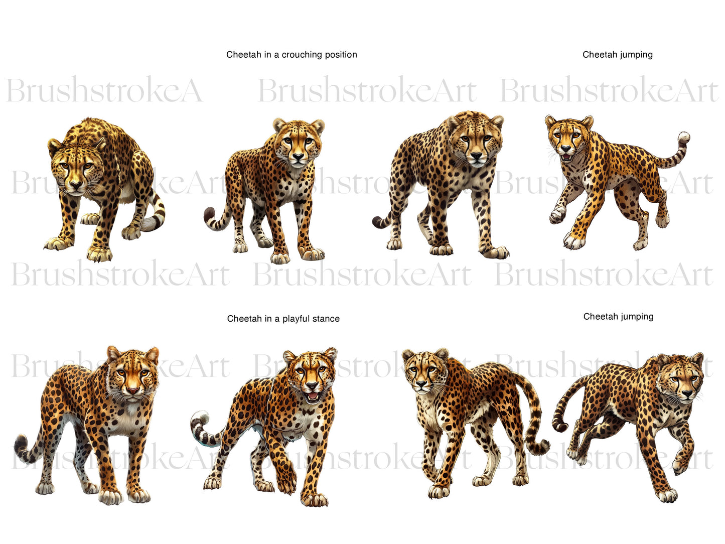 Cheetah Illustration