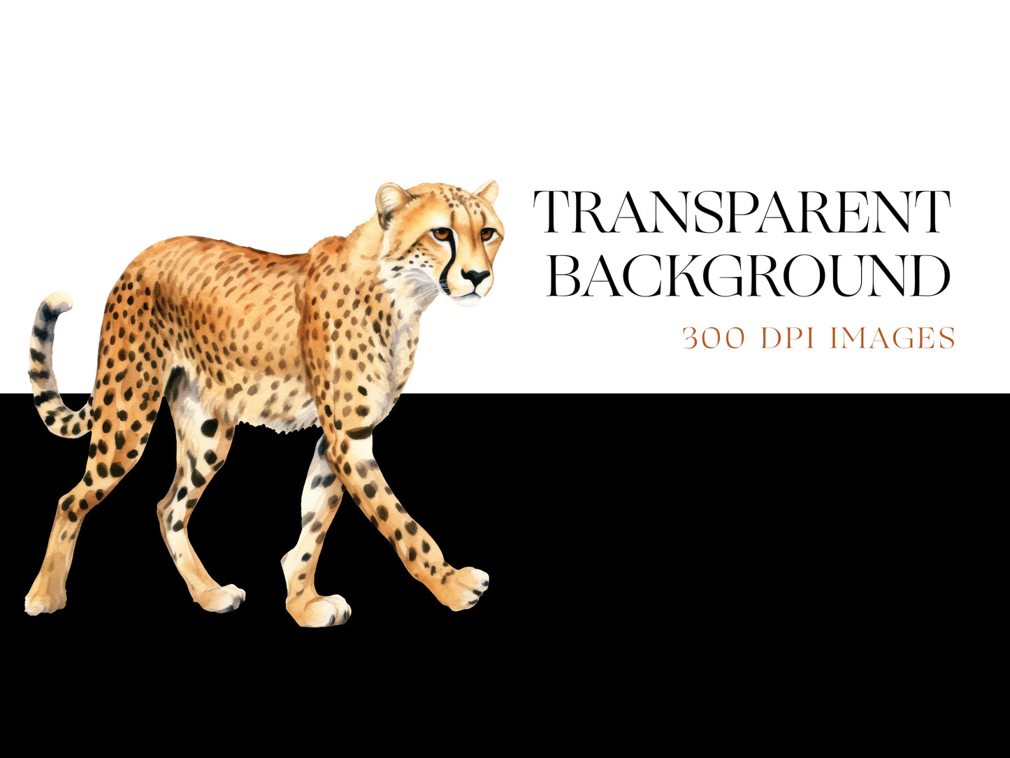 Cheetah PNG