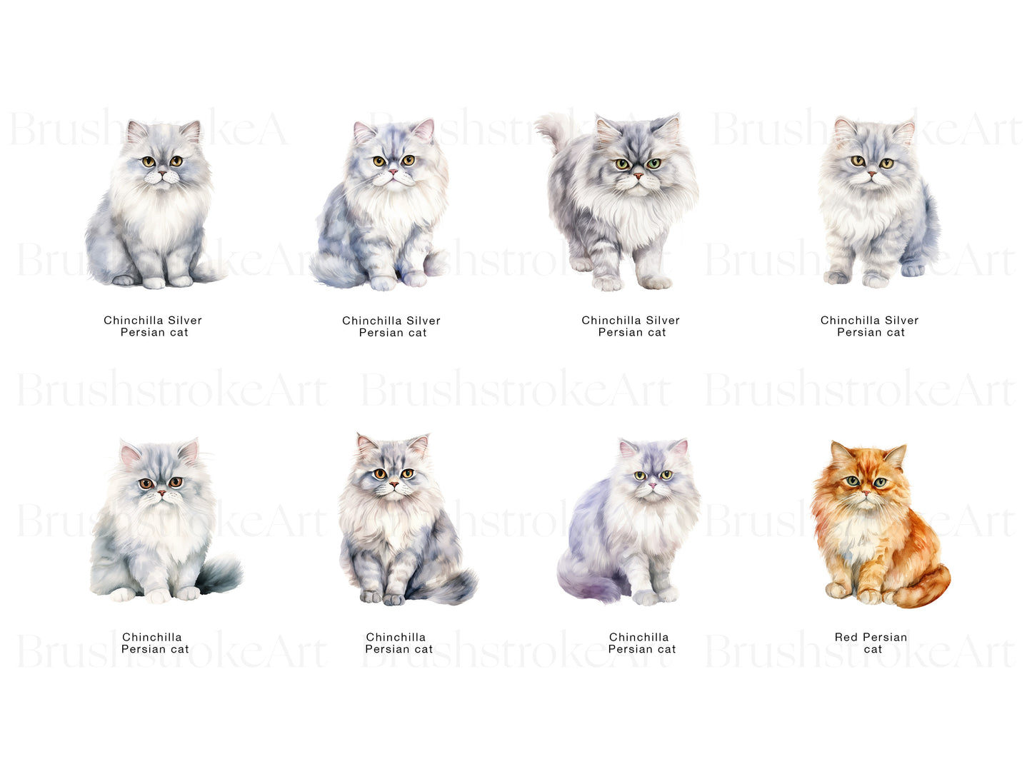 Chinchilla Cat