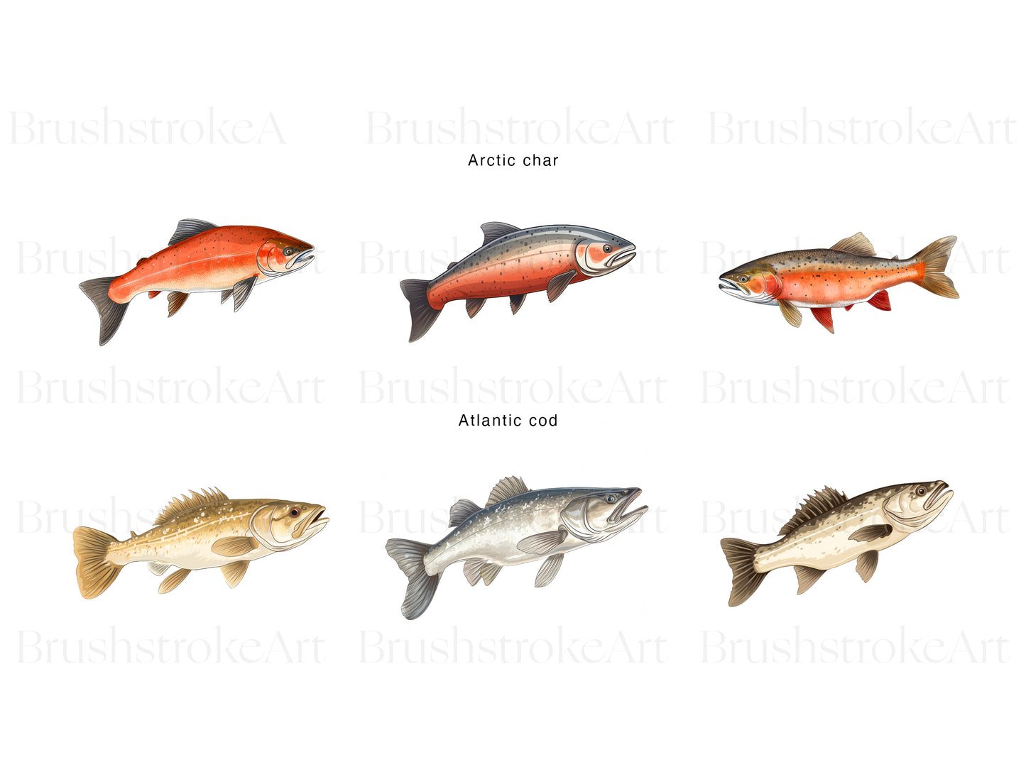 Cod Fish
