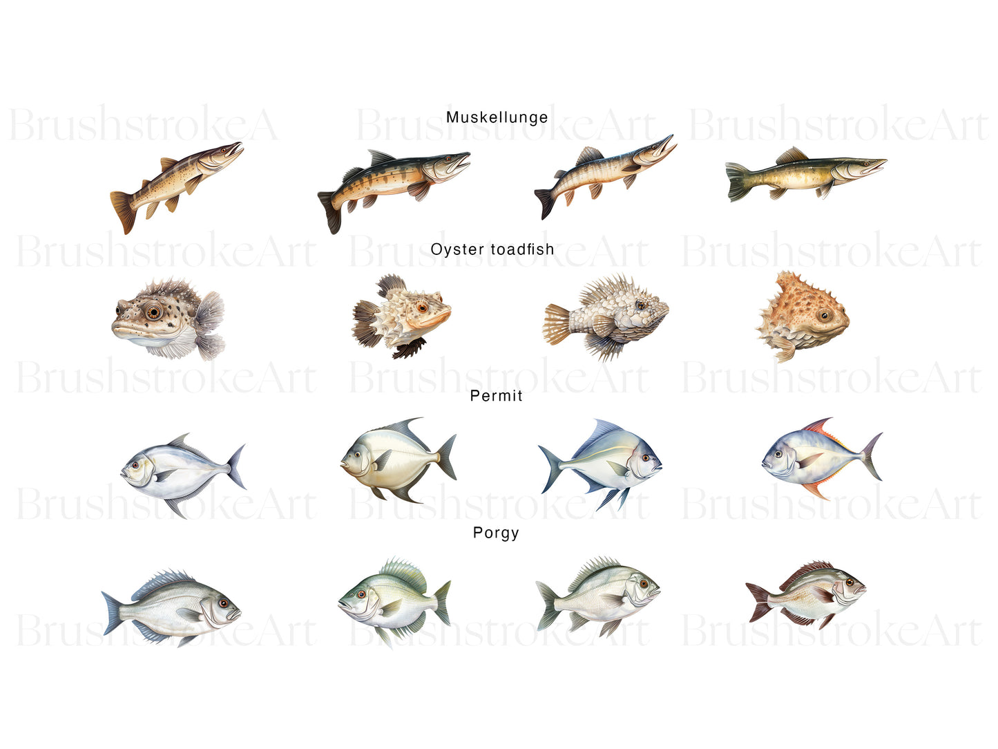 Colorful Fish