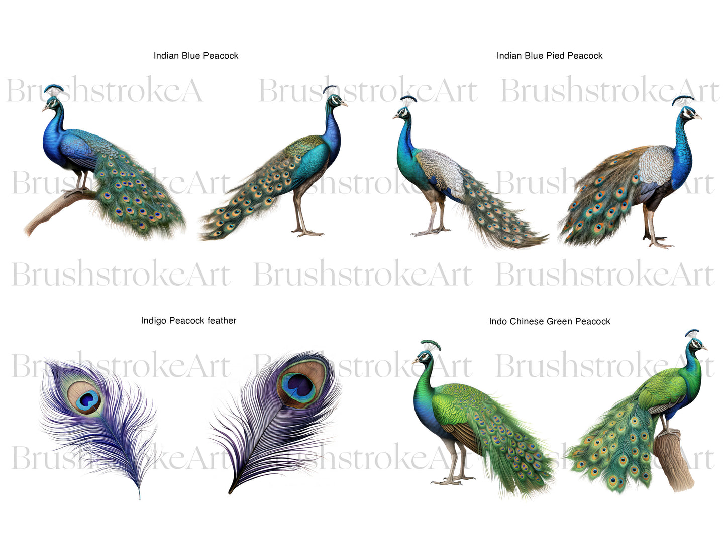 Colorful Peacock