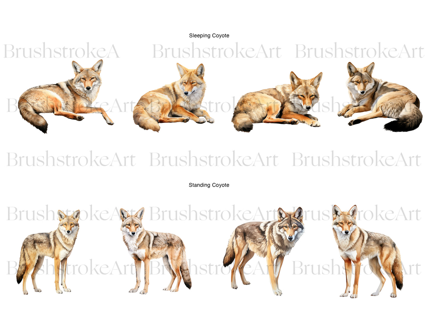 Coyote Art