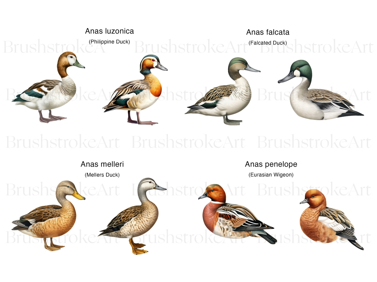 Cute Duck Clipart