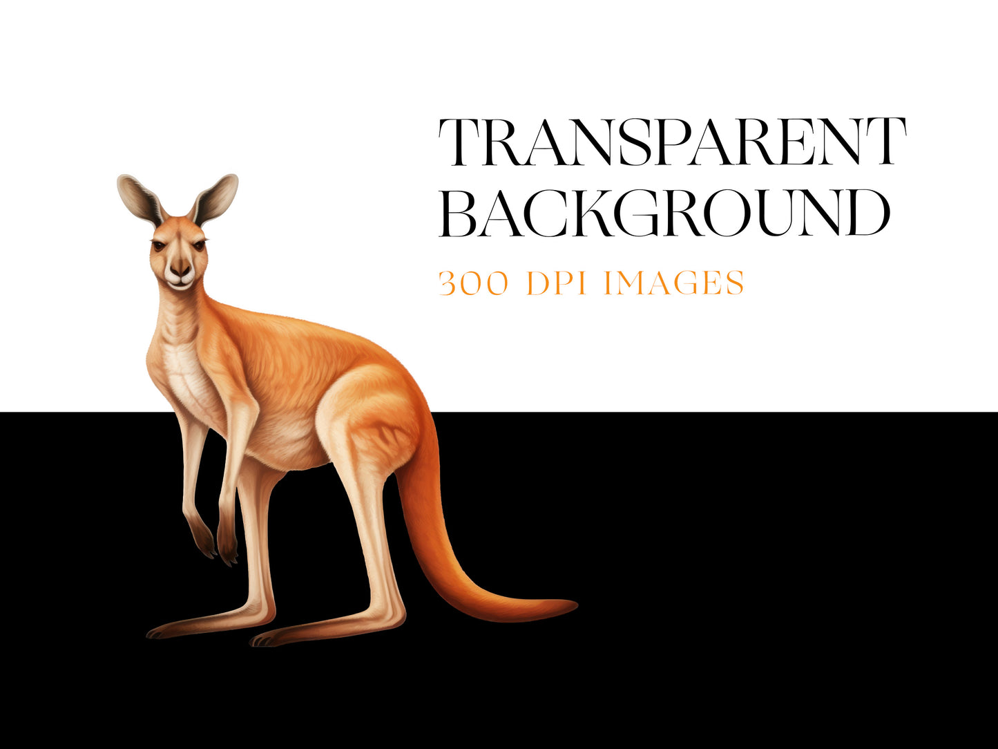 Cute Kangaroo PNG