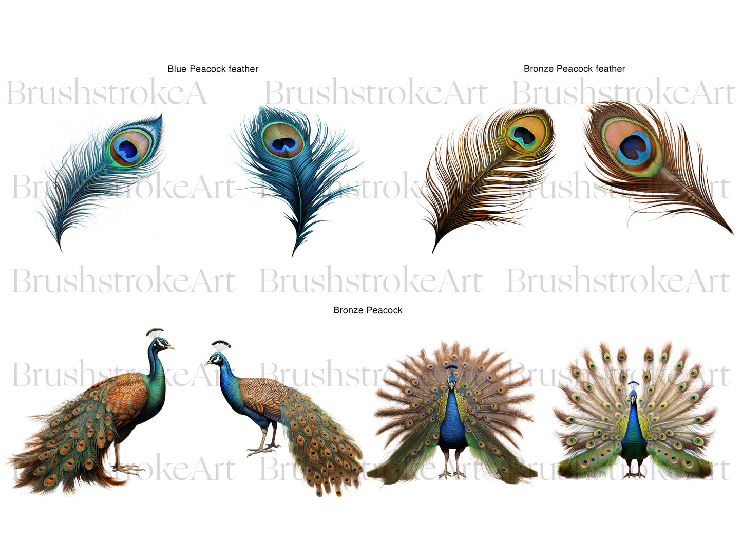 Cute Peacock