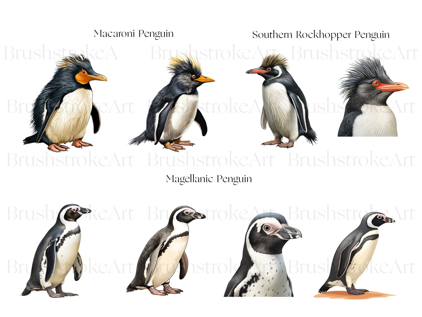 Cute Penguin