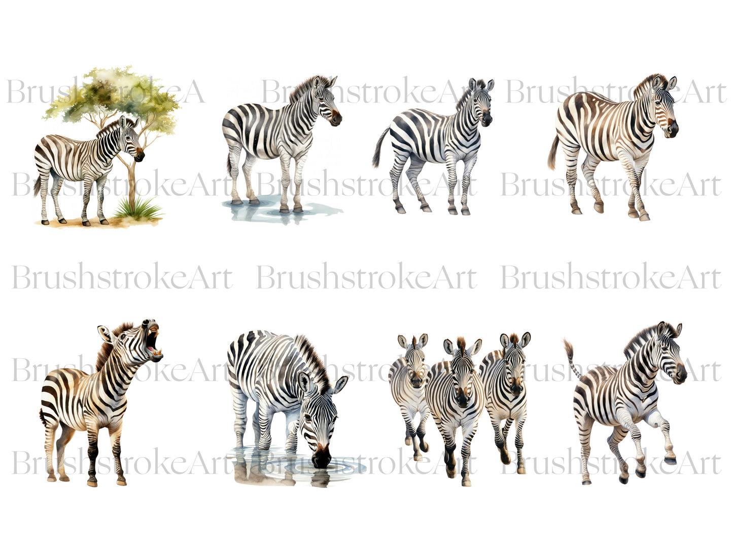 Cute Zebra