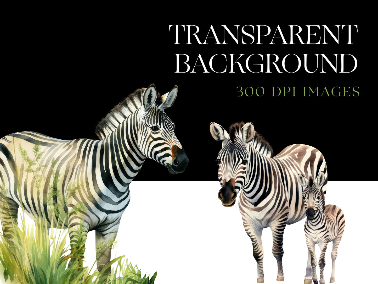 Cute Zebra Png