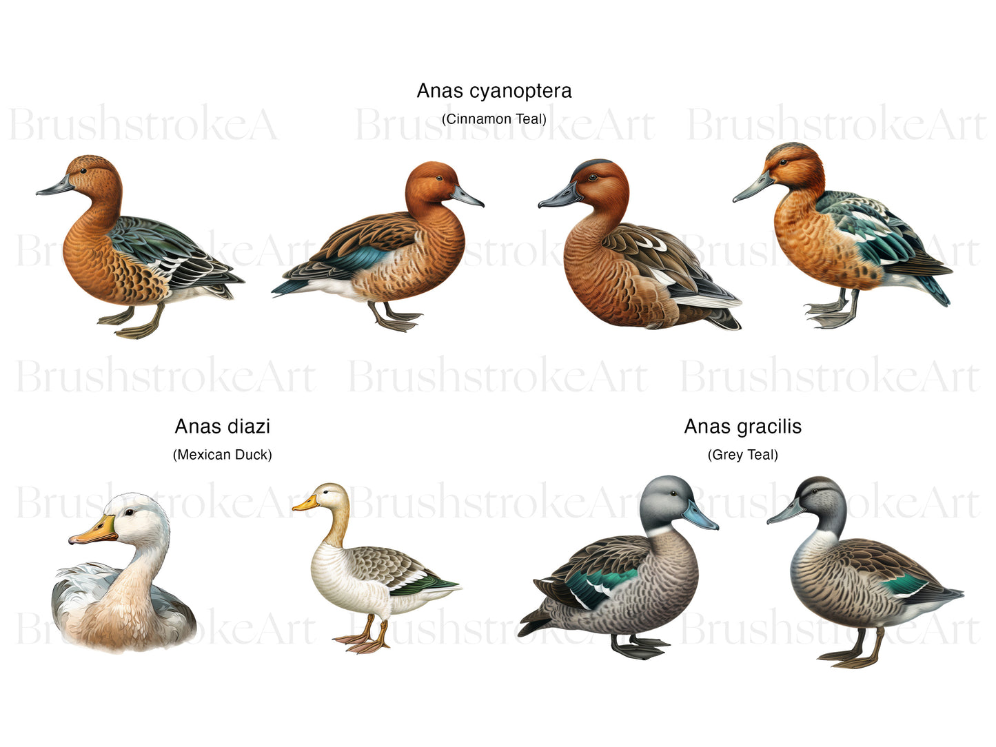 Duck Breeds