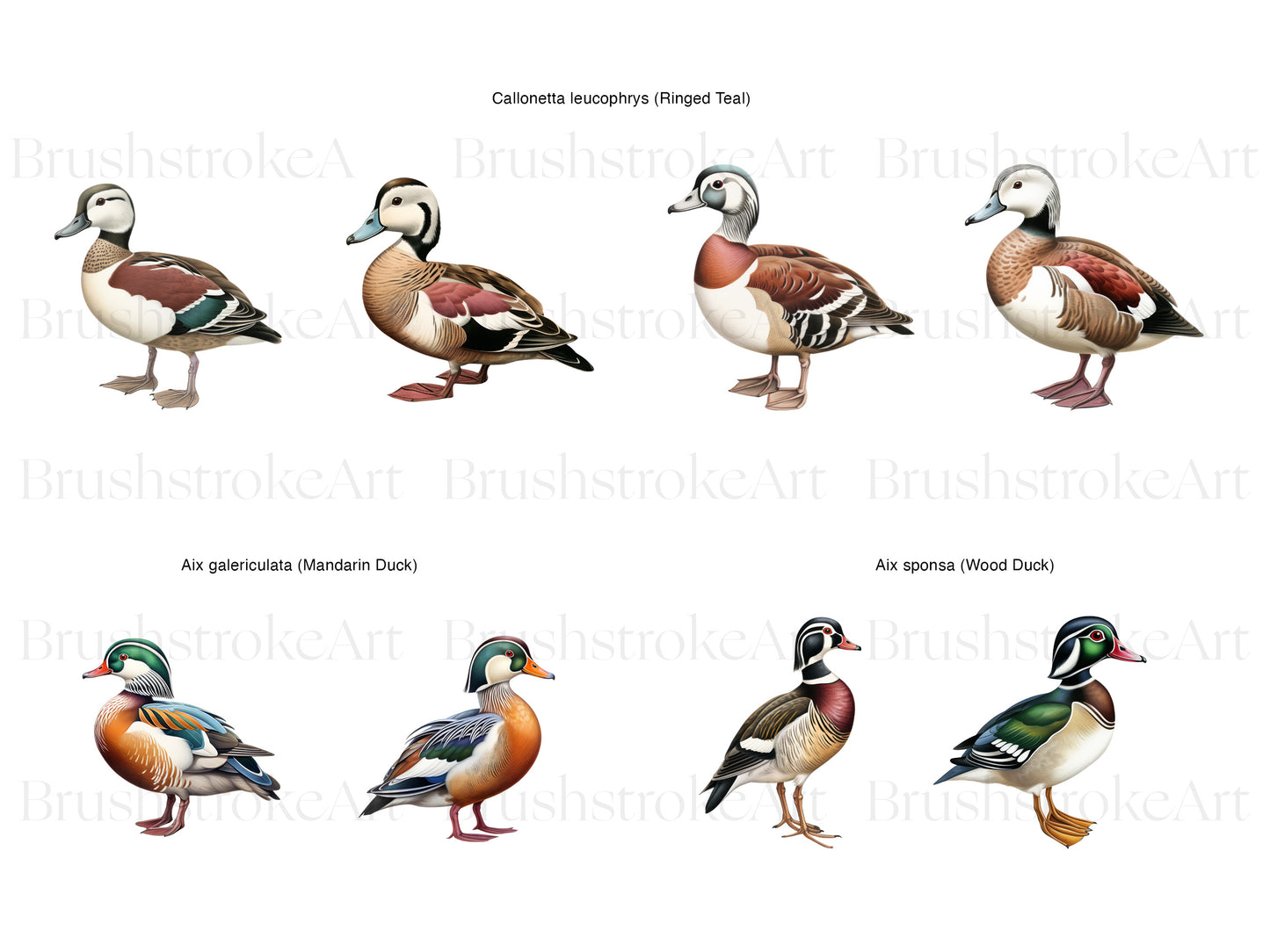 Duck Breeds