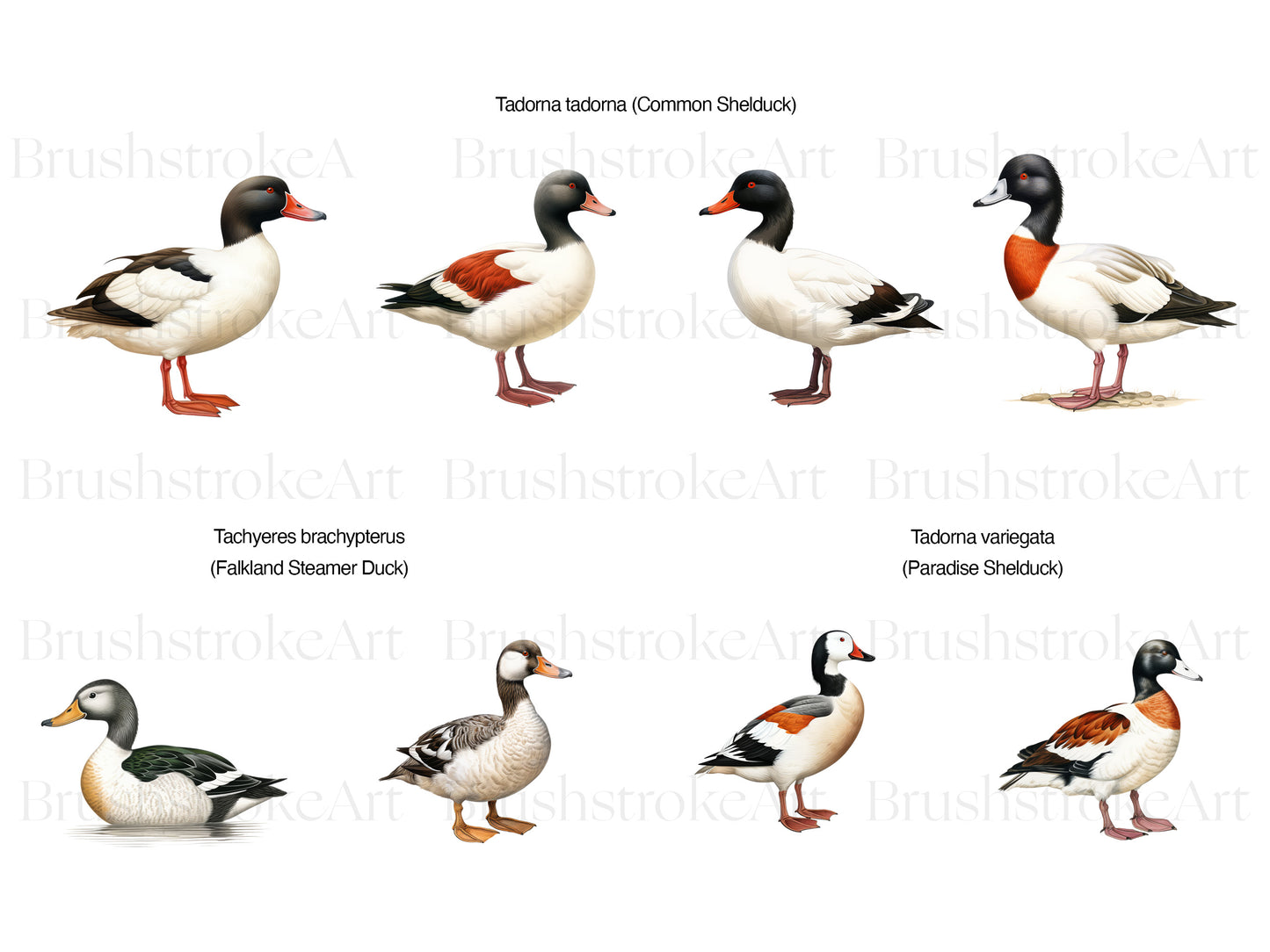 Duck Breeds