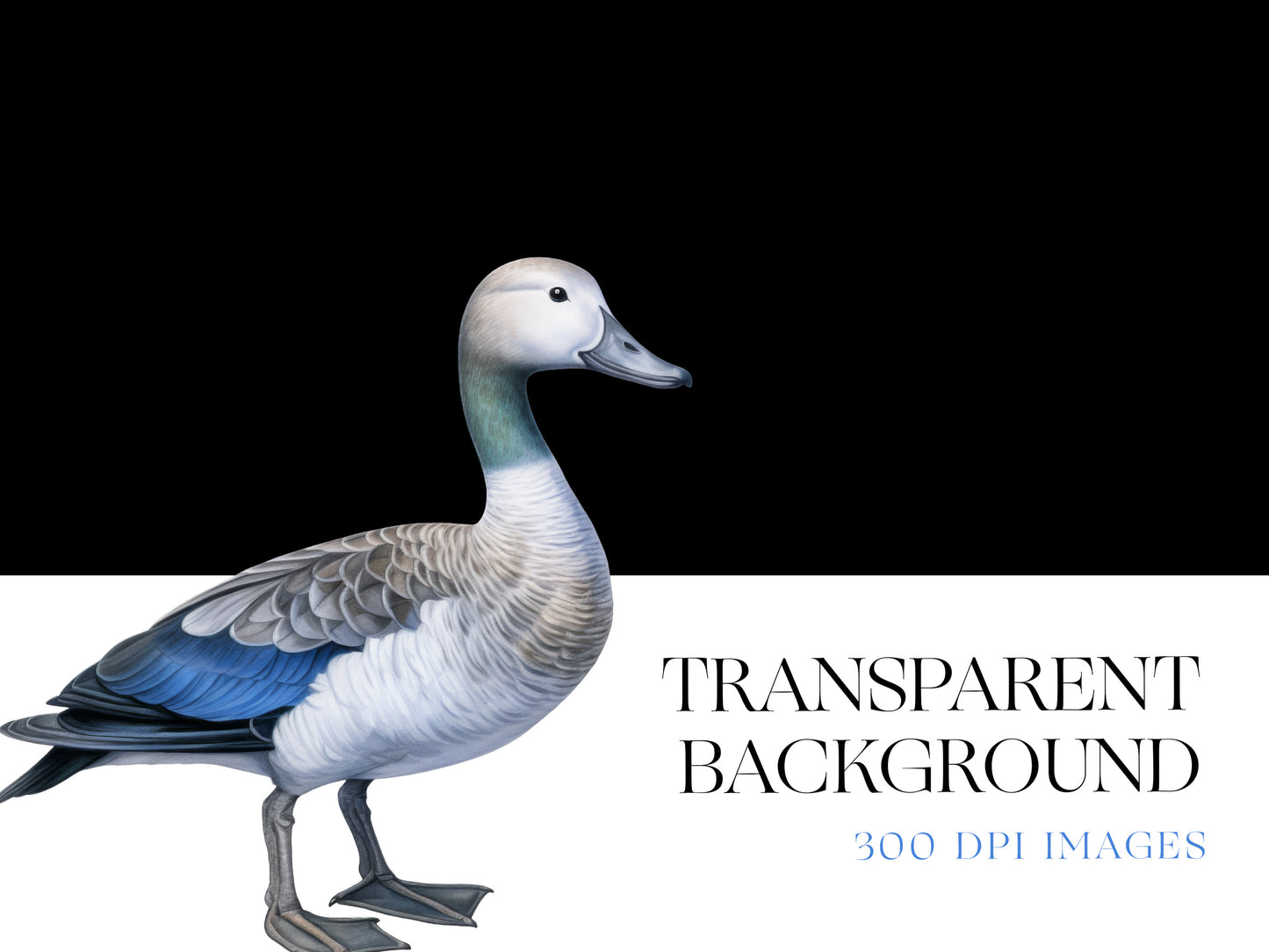 Duck PNG