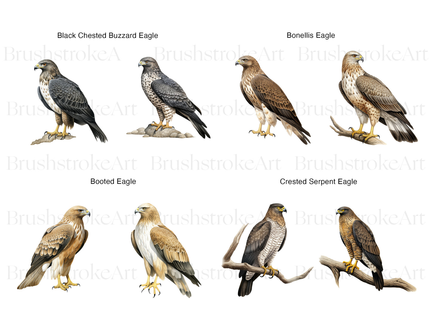Eagle Illustration