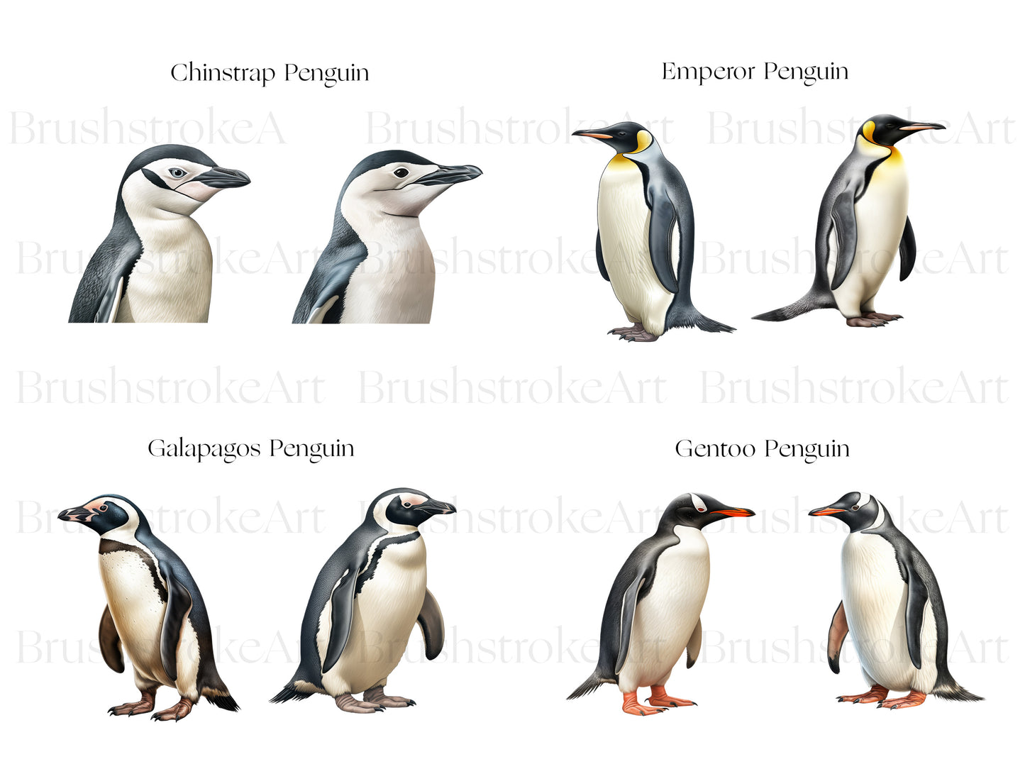 Emperor Penguin