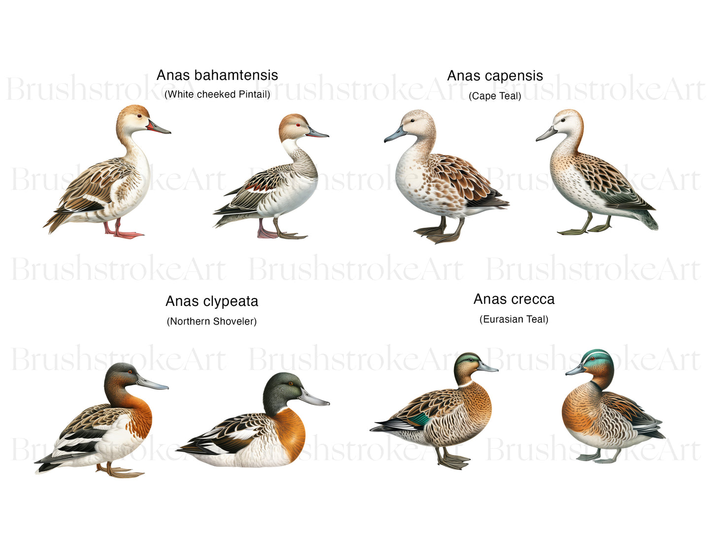 Eurasian Teal Duck