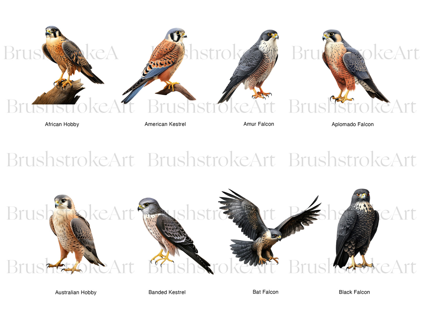 Falcon Bird